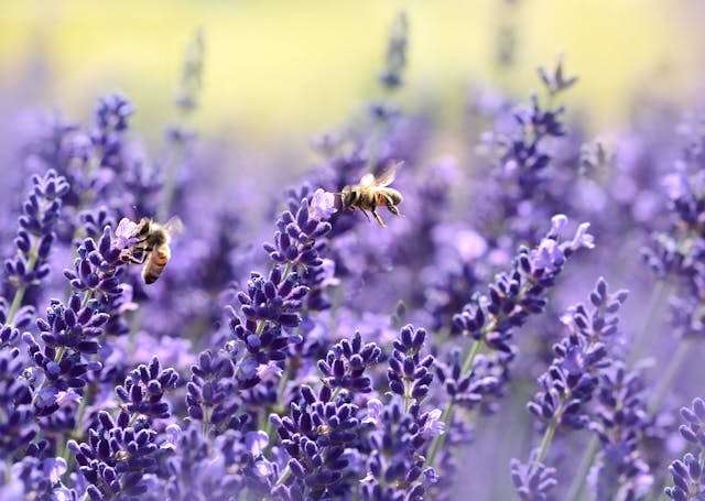 Bees pollinate lavender plants in a garden.