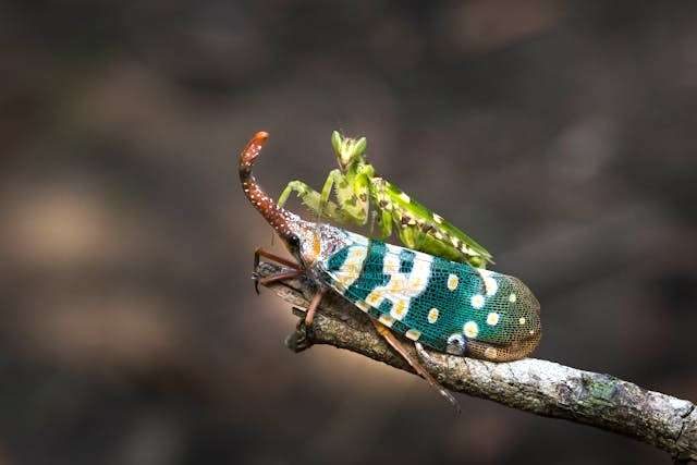 Predatory insect perched on a branch, preying on another bug.