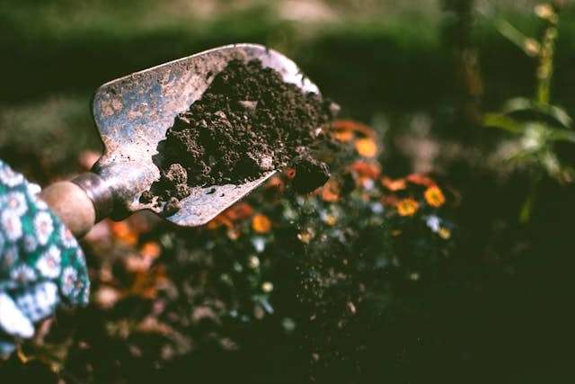 Shovel holding rich soil with colorful flowers in the background.