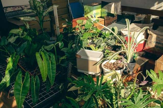 Assorted plants, gardening tools, and boxes placed in a storage area.