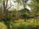 Overgrown backyard with a greenhouse and neglected trees and plants in an older home.